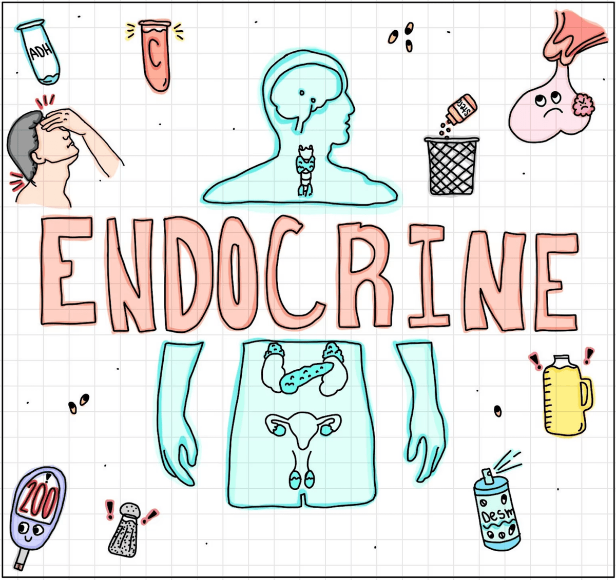 Endocrine Flash Cards (Digital) – Rae & Grace