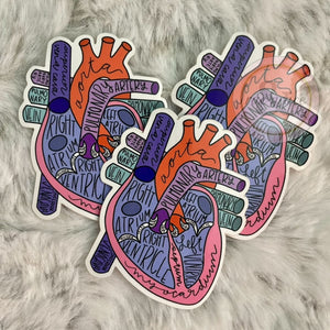 Anatomical Heart - Sticker