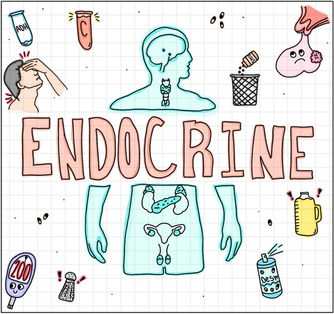 Endocrine Flash Cards (Digital)