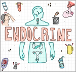 Endocrine Flash Cards (Digital)